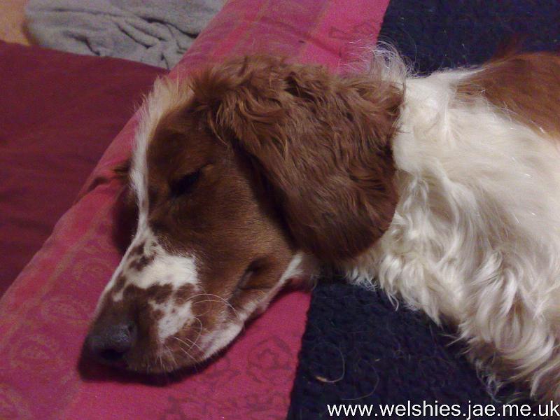 2010-02-24 18.jpg - Look at my nicely trimmed ears